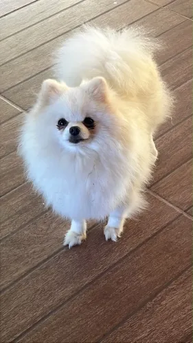 Lulu da pomeranea 