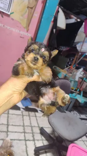 Filhote fêmea yokshile