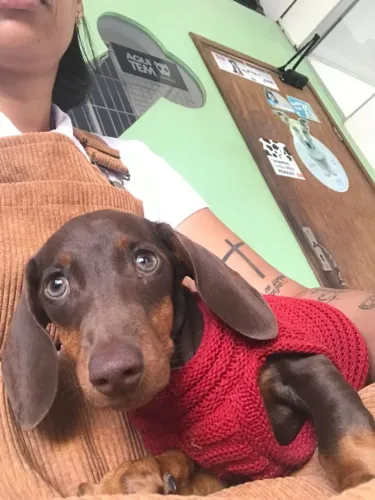 Basset fêmea com 1 ano e 1 mês 