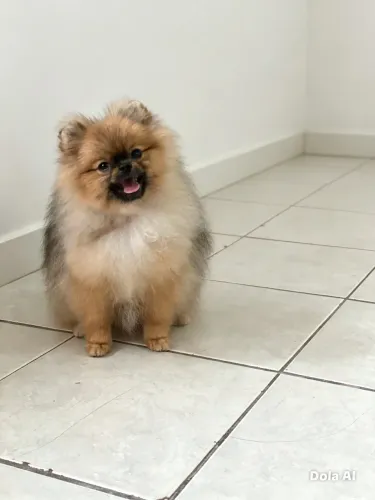 Lulu da Pomerania fêmea