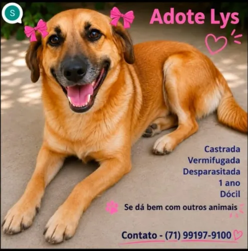 Cadelinha Lys para adoção