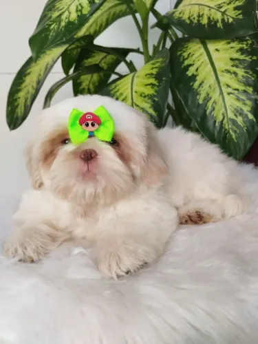 Filhote de Shih Tzu macho 