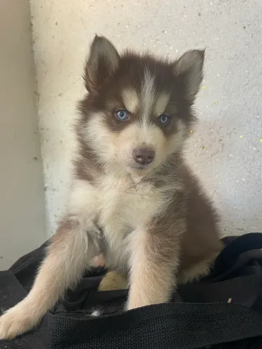 HUSKY 1.000