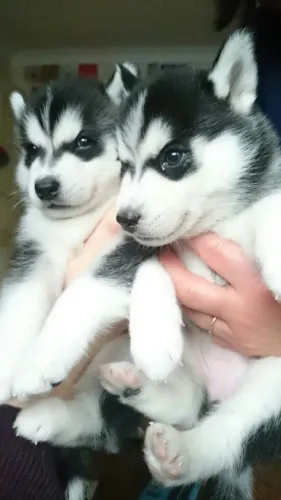 Husky siberiano encantador