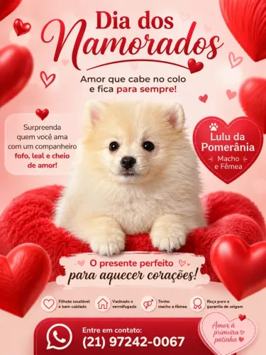 Filhotes de lulu da pomerania 