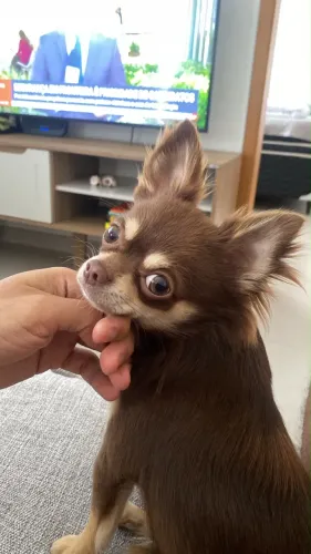 Chihuahua Procura Namorada