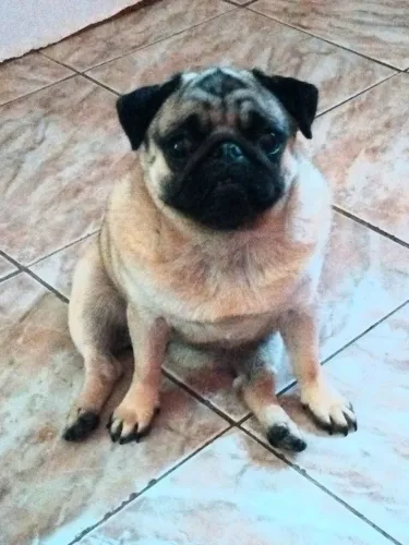 Pug abricot femea 1000