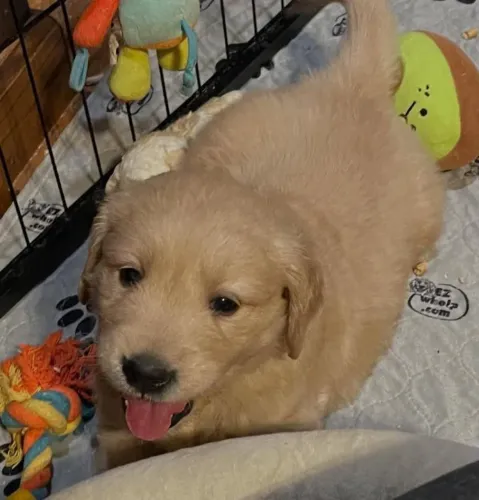 Filhote Golden Retriever, Pequenos no tamanho, gigantes no amor!