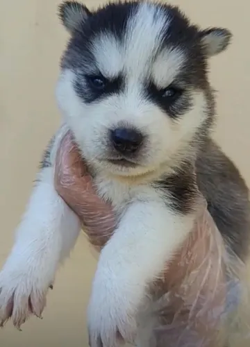 Husky siberiano personalidade unica