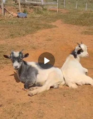 Mini Cabrito