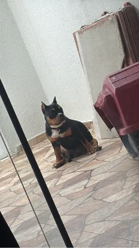 American Bully pocket fêmea