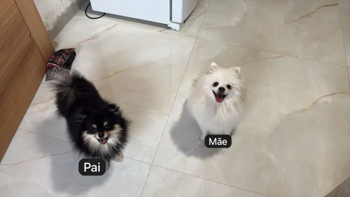 SPITZ ALEMÃO