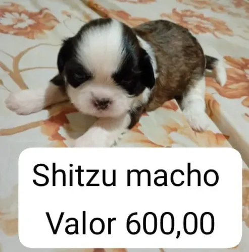 Shitzu