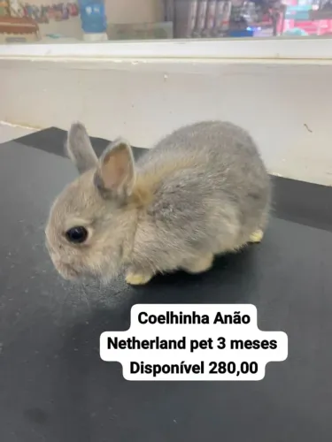 Mini coelhos