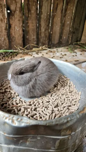 Coelho