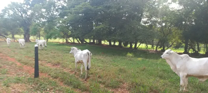 FAZENDINHAS com terra roxa em Paraopeba entrada dividida em 10x = de R$3.473,00 mais parce