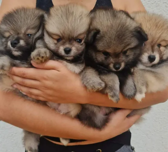 Lindos filhotes de lulu da pomerania criados com amor.