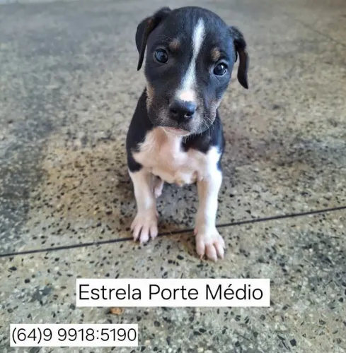 Cachorros Filhotes Fêmeas e Machos Doação Porte Médio