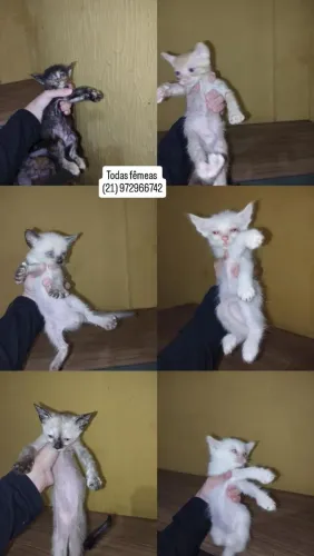Gatinhos para adoção