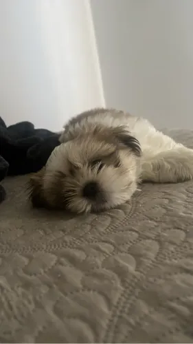 DOAÇÃO DE SHIH TZU