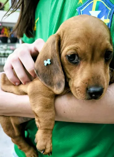 Vendo Filhote Dachshund Teckel Basset Salsicha Macho 2 Meses