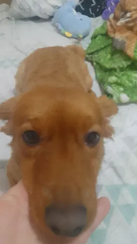 Estou, doando a minha cachorra. filhote grande.  Chama no *