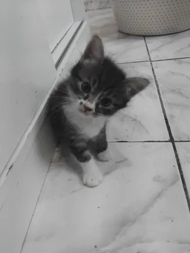 Gatos para adoção