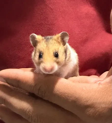 HAMSTER