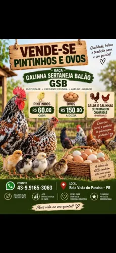 Pintinhos GSB e Ovos Galados