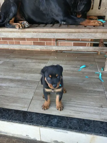 Rottweiler 