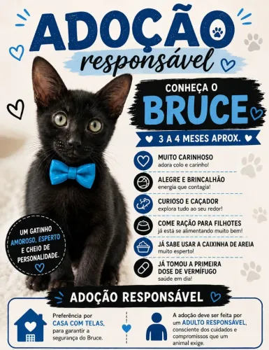 Doação Gatinho Bruce