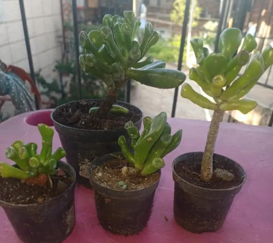Suculentas (lote 200 orelha Sherek) por 350,00