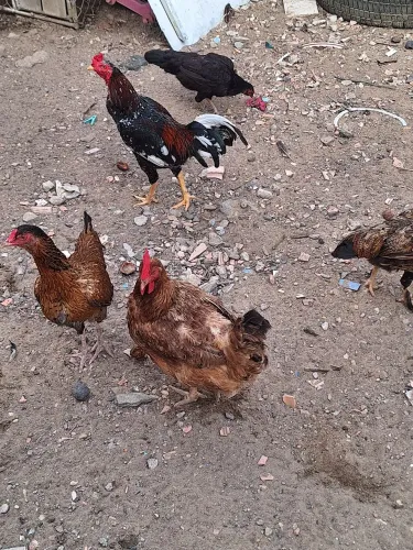 Vendo galos e galinhas caipira 30 cada, valor acima de 5unidade 