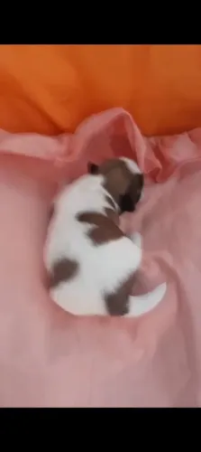 Vendo Shitzu macho e fêmea Mine