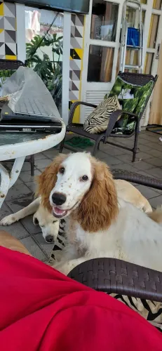 Filhote de Cocker Spaniel 