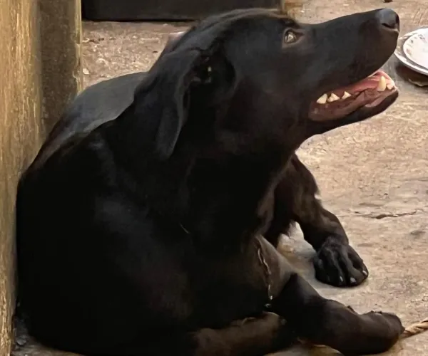 Cachorro para doação