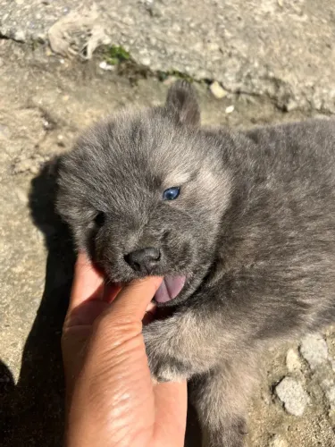 Chow chow olho azul fêmea