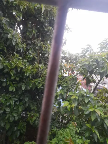 Sítio fazenda área verde 
