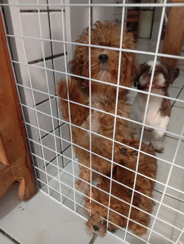 Cachorro Shitzu 