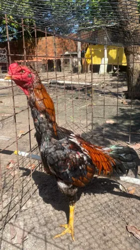 Frango carioca mura 