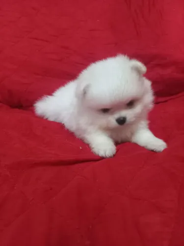 Lulu da pomeranea anão fêmea
