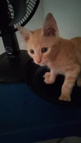 Gatinho cor de creme pra adoção 