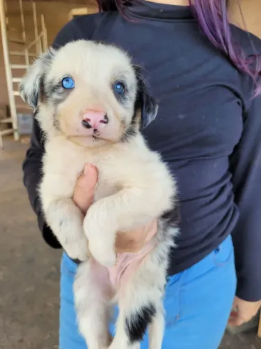 Filhote de border collie MACHO