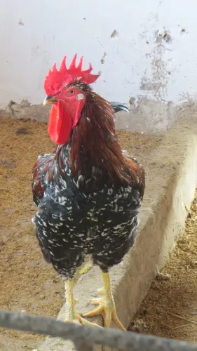 OVOS DA GALINHA SERTANEJA BALÃO ?