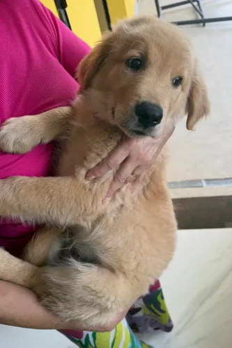 Doação de cachorro Golden Retriever *