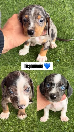 Basset alerquin macho