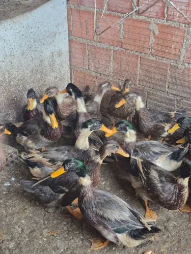 Vendo marrecos Macho 