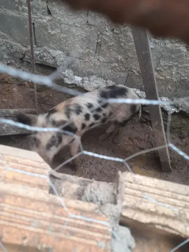 Vendo porco macho capado