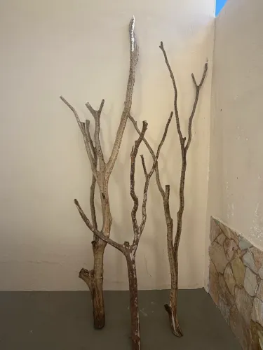 Galhos jabuticaba