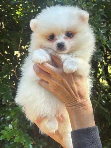 Filhote de Spitz alemão macho 